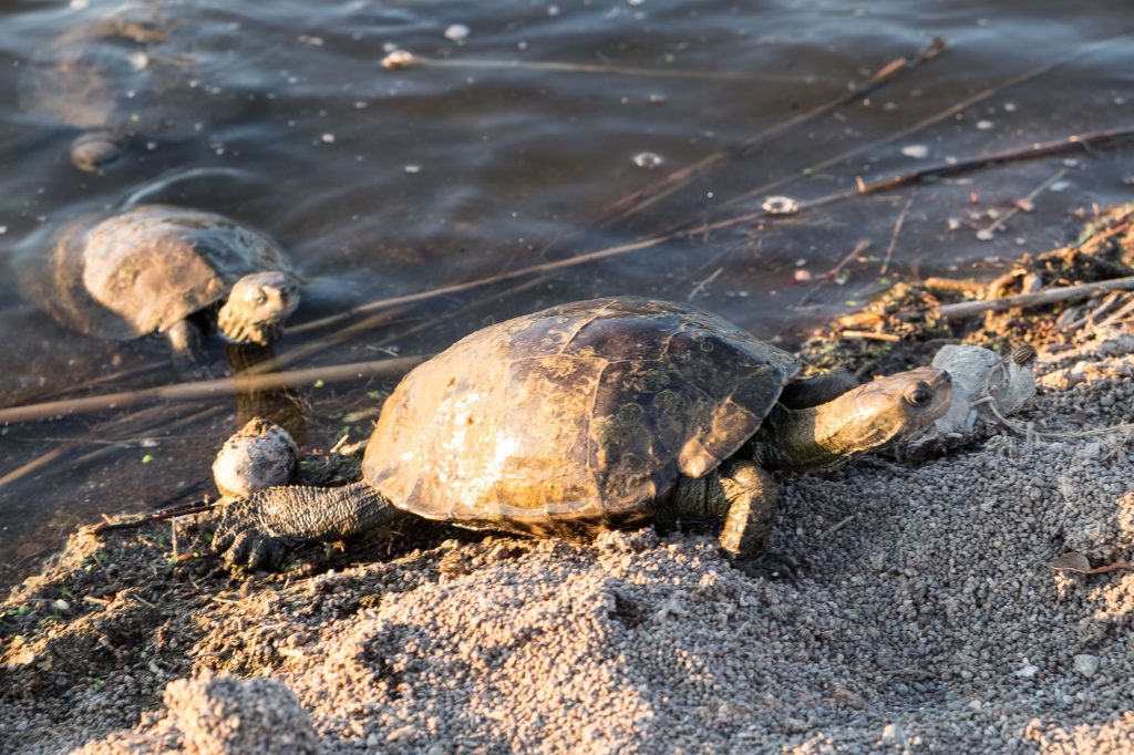 Schildkröten am Strand